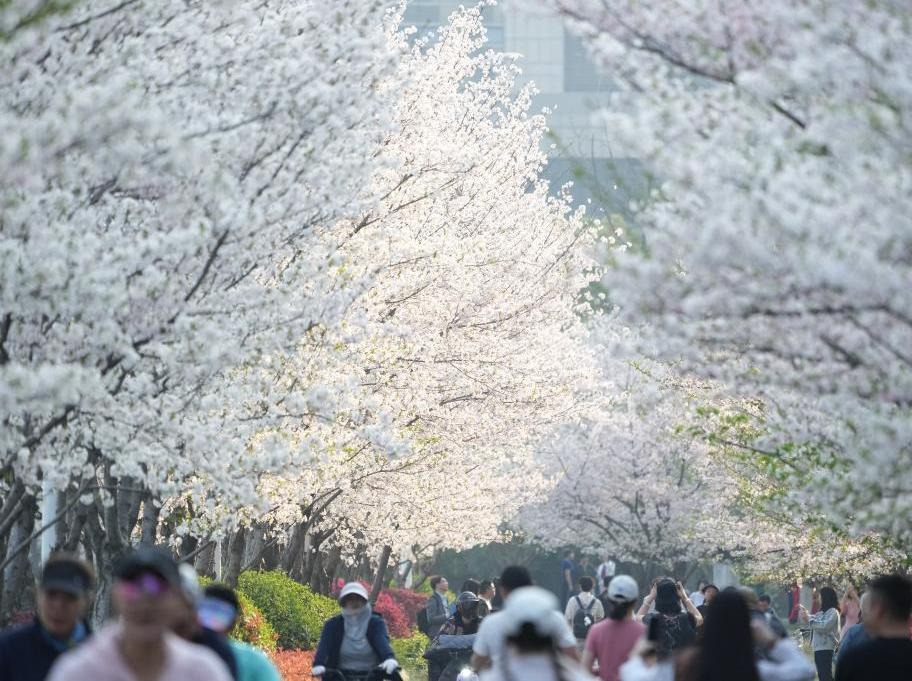 在杭州，路過“樹”的浪漫
